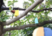 BIRD CALL03